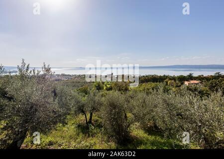 Oliveto, nel retro il lago di Bolsena, Bolsena, Lazio, Italie Foto Stock