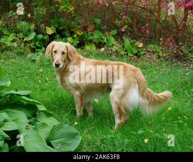 Retriever flatcoated in giardino Foto Stock