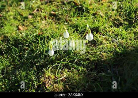 Il pictureshows snowdrops in erba Foto Stock