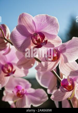 Phalaenopsis, comunemente noto come la tignola orchidee, è un genere di circa settanta specie di orchidee nella famiglia orchidea. Foto Stock