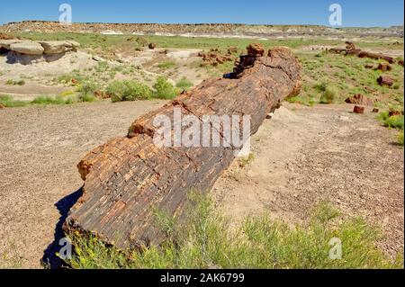 Un grande pezzo di un albero cristallizzato in Arizona pietrificata Foresta Nazionale. Foto Stock