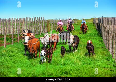 Saskatchewan: Kyle, 'La Reata Ranch' am Saskatoon River, Touristen helfen bei der taeglichen Farmarbeit, Kanada Westen | Utilizzo di tutto il mondo Foto Stock