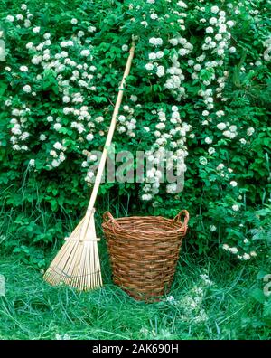 Rastrello a foglia e cesto a fioritura bouquet spirea Foto Stock