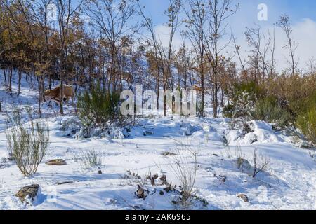 Le mucche in montagna con la neve di Sanabria, vicino al lago, Castilla y Leon, Spagna Foto Stock