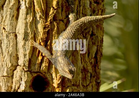Un Iguana nativo di Arizona arrampicata sul lato di un albero. Foto Stock