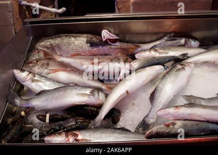 Pesce in un torace di ghiaccio Foto Stock