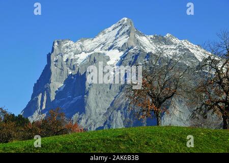 Kanton Bern: Blick von Grindelwald auf das Wetterhorn in den Berner Alpen, Schweiz | Utilizzo di tutto il mondo Foto Stock