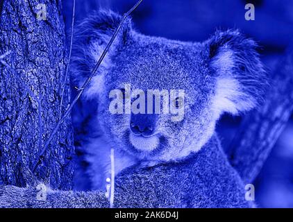 Bello il koala in blu , Brisbane-australia Foto Stock