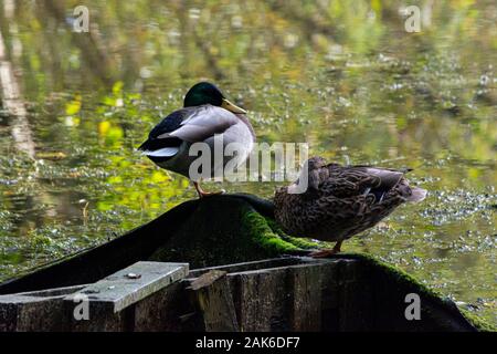 Un'anatra mallarda maschile (Anas platyrhynchos) in piedi su una gamba Foto Stock