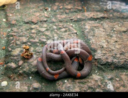 Barred Kukri Snake, Oligodon signatus è un serpente della famiglia kukri-fanged. Foto Stock