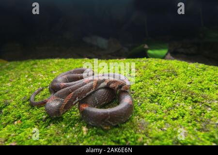 Barred Kukri Snake, Oligodon signatus è un serpente della famiglia kukri-fanged. Foto Stock
