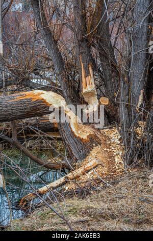 Stretto di foglie di pioppi neri americani alberi gravemente masticati da North American castori, Sellar Gulch dell area, Castle Rock Colorado negli Stati Uniti. Foto scattata in dicembre. Foto Stock