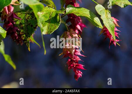 Il rosso-viola brattee di caprifoglio himalayano (Leycesteria formosa) Foto Stock