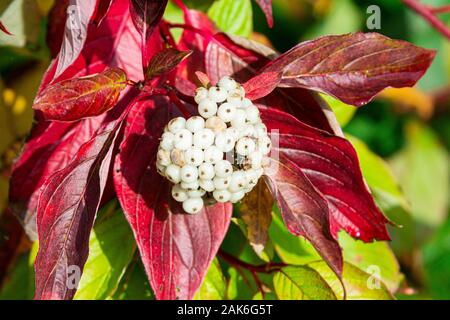 Le bacche bianche di un rosso-abbaiato sanguinello (Cornus alba) Foto Stock