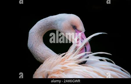 Una fantasia preens Flamingo è piume con un becco rosa in stretta verso l'alto. Foto Stock