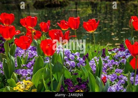 Rosso brillante tulipani crescente tra le molte colorate viole closeup in un aiuola con un laghetto in background in una giornata di sole in primavera Foto Stock