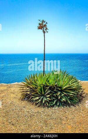 Un grande agave o altre piante succulente sulla cima di una scogliera con un piccolo albero di palma. In fondo è il blu Oceano Atlantico. È sull'isola di Gorea Foto Stock