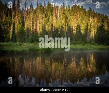 Fitta pineta accesa nel bel mattino luce riflessa nell'acqua ancora in Idaho settentrionale. Foto Stock