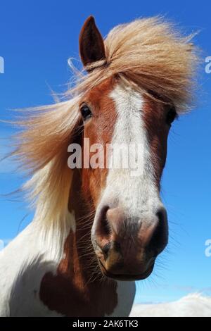 Testa di cavallo in Islanda Foto Stock