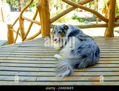 Tre gambe ruvida Collie cane posa su pavimento di legno. Concetto di Pet. Foto Stock