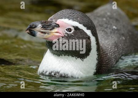 Un pinguino di Humboldt (Spheniscus Humboldti) nuotare in un zoo austriaco Foto Stock