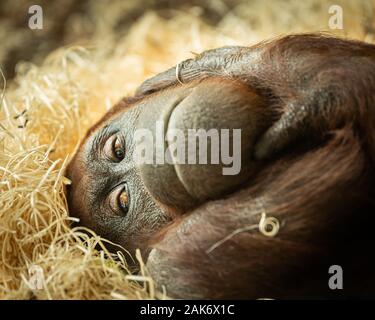 Ritratto di un orangutan femmina (Pongo pygmaeus) giacente su un mucchio di paglia Foto Stock