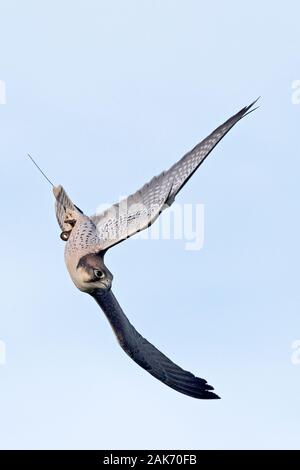 Lanner Falcon (Falco biarmicus) captive Foto Stock
