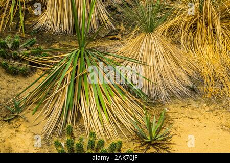 Piccoli alberi di yucca in un giardino tropicale, esotiche sempreverdi specie vegetali provenienti da America Foto Stock