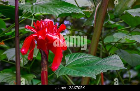 Primo piano di una torcia di zenzero lily, popolare tropicali specie vegetali provenienti da Asia Foto Stock