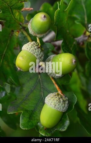 Acerbi ghiande sul ramo di pedunculate Oak tree. Foto Stock