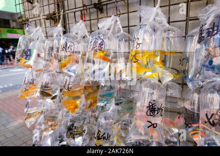 Goldfish e altri pesci colorati in un sacchetto di plastica sul mercato del pet Foto Stock