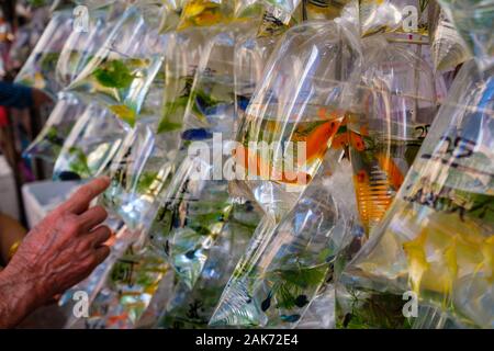 Oro di pesce in un sacchetto di plastica sul mercato del pet - Foto Stock