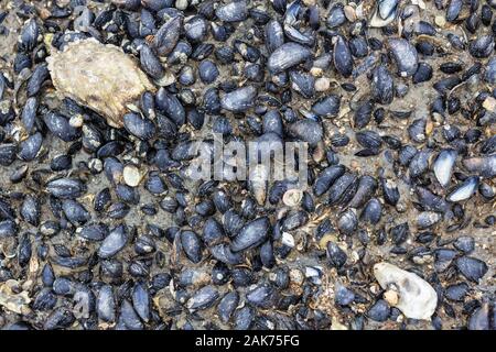 Cozze con la bassa marea in mare di Wadden Foto Stock