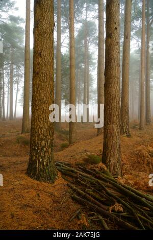 Pino silvestre Pinus sylvestris in una nebbiosa mattina inverno su Ashdown Forest. Foto Stock