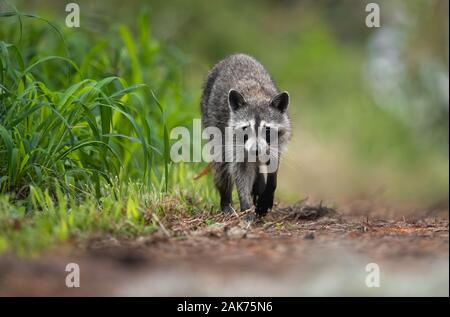 Un raccoon in una palude Foto Stock