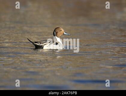 Maschio di Northern Pintail anatra Anas acuta nuoto su un laghetto in inverno Foto Stock