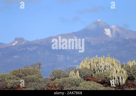 Vista al tramonto del monte Teide che si innalza sopra le scogliere costiere e la vegetazione di cactus nel nord di Tenerife, Isole Canarie. Foto Stock