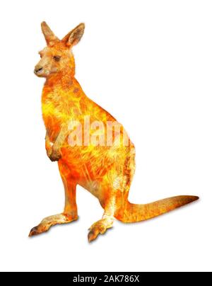 Composizione circa canguri selvatici del Australian bushfires nel 2020. Canguro permanente con il fuoco isolati su sfondo bianco. Macropus rufus Foto Stock