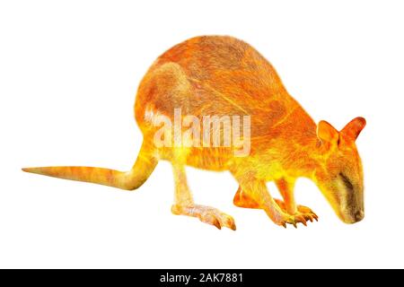 Composizione circa Wallaby fauna selvatica in Australian bushfires nel 2020. Wallaby con il fuoco isolati su sfondo bianco. Macropus rufogriseus specie. Foto Stock