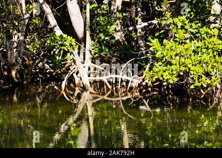 La foresta di mangrovie in acque poco profonde a Sanibel Island, Florida, Stati Uniti d'America Foto Stock