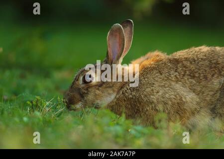 Coniglio selvatico annusando ed esplorare l'erba prima di procedere al pascolo su di esso Foto Stock