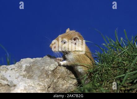 Nana russo HAIRY-footed o criceto siberiano (Phodopus sungorus sungorus) Inverno forma bianca, marzo pelage. Foto Stock