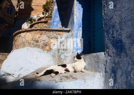 Gatto bianco e nero che si trova a due passi di fronte alla porta blu nella medina di Chefchaouen (noto anche come Chaouen), Marocco Foto Stock