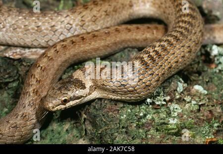 Serpente liscio Coronella austriaca che mostra laterali testa e collo contorsione per aiutare la deglutizione, ingestione di lizard preda. Foto Stock