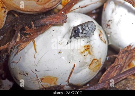 Biscia dal collare (Natrix natrix). La schiusa delle uova, a fianco, adiacente agli altri. Foto Stock