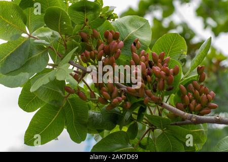 Coltivazione di importante ingrediente della cucina italiana, piantagione di alberi di pistacchio con la maturazione di pistacchi vicino Bronte, situato sulle pendici del M Foto Stock