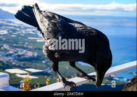 Smart nero Corvo Canarie o Raven uccello, non abbiate paura del popolo, seduto sul punto di vista su isola di La Palma Isole Canarie Spagna Foto Stock