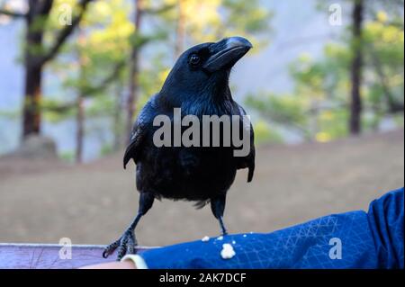 Smart nero Corvo Canarie o Raven uccello, non abbiate paura del popolo, sul banco di foresta in de la Caldera de Taburiente, isola di La Palma Isole Canarie Spagna Foto Stock