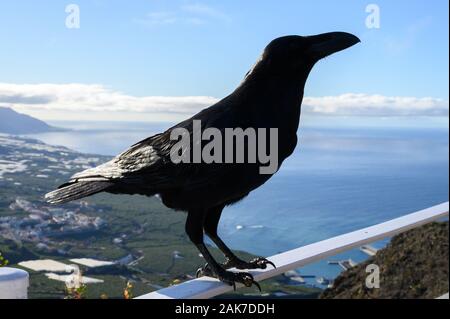 Smart nero Corvo Canarie o Raven uccello, non abbiate paura del popolo, seduto sul punto di vista su isola di La Palma Isole Canarie Spagna Foto Stock