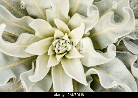 Deserto mediterraneo pianta che fiorisce in un array di fuzzy morbido verde-grigio lascia Foto Stock